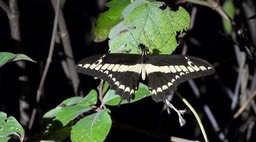 Swallowtail, Thoas (Belize 2021)