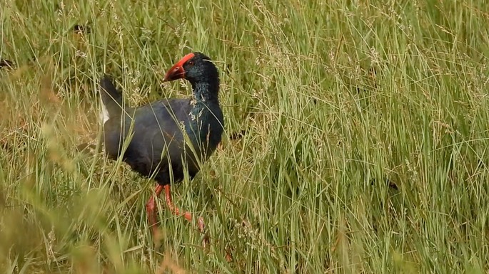 Swamphen, Purple 1