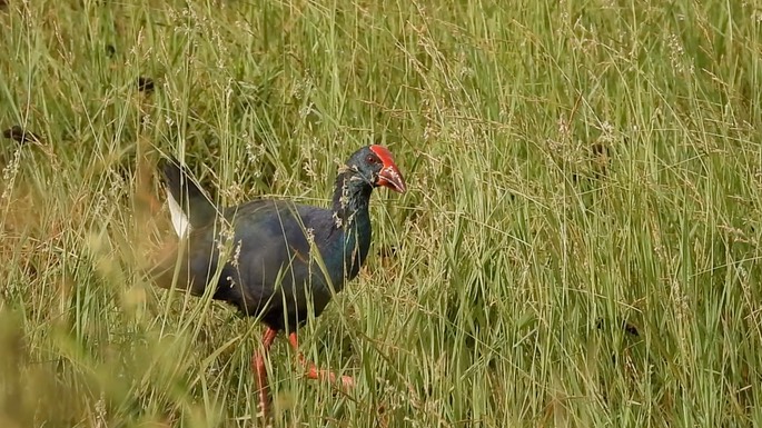 Swamphen, Purple 2