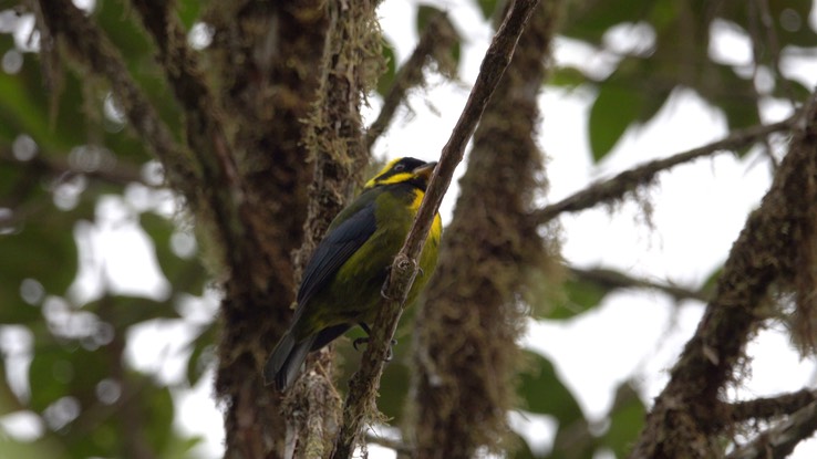 Tanager,  Gold-ringed (Cerro Montezuma, Colombia) 2