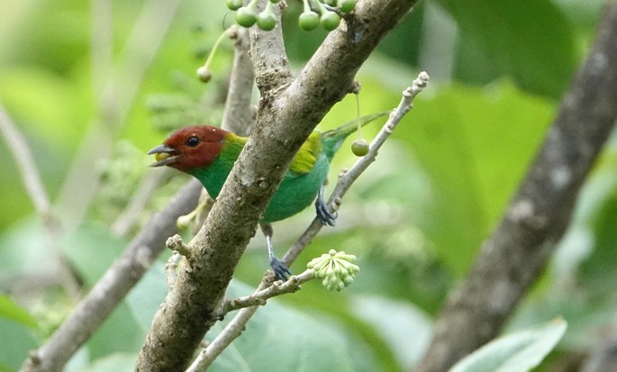 Tanager, Bay-headed 1