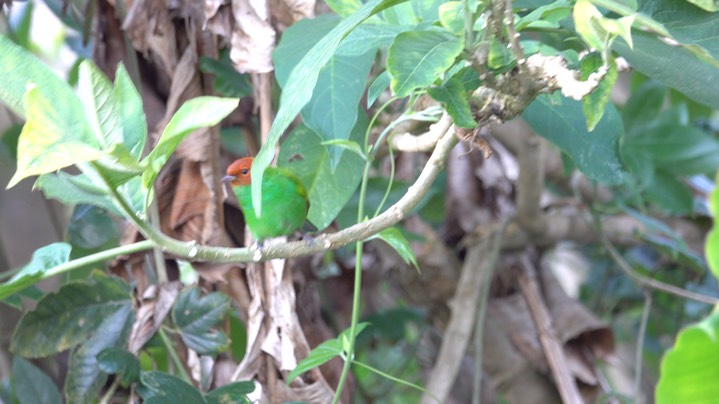 Tanager, Bay-headed (Colombia) 1