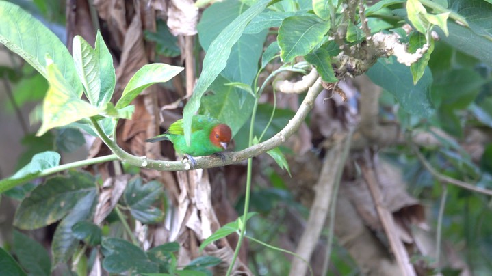 Tanager, Bay-headed (Colombia) 2