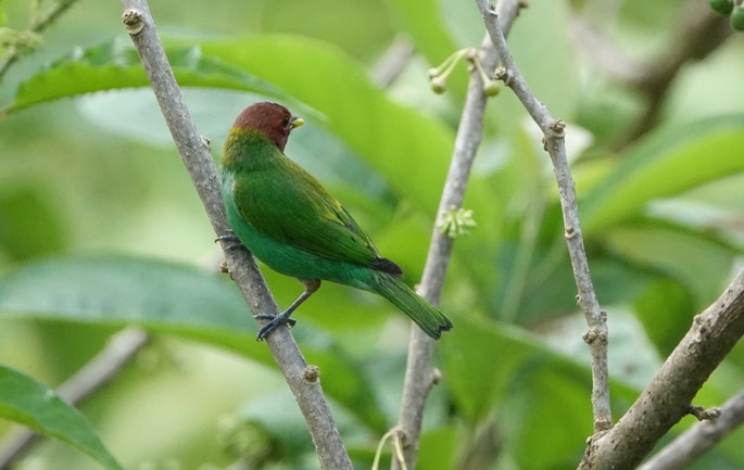 Tanager, Bay-headed2