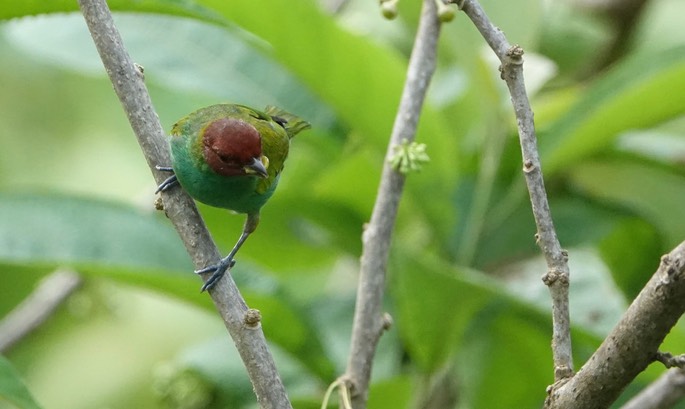 Tanager, Bay-headed3