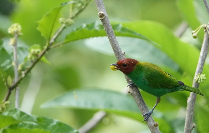 Tanager, Bay-headed4