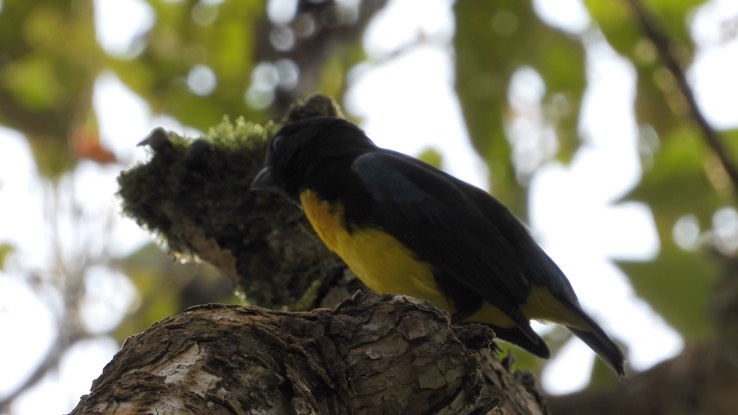 Tanager, Black-and-gold (Cerro Montezuma, Colombia) 2