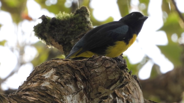 Tanager, Black-and-gold (Cerro Montezuma, Colombia) 1