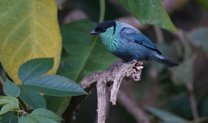 Tanager, Black-capped, Tangara heinei2