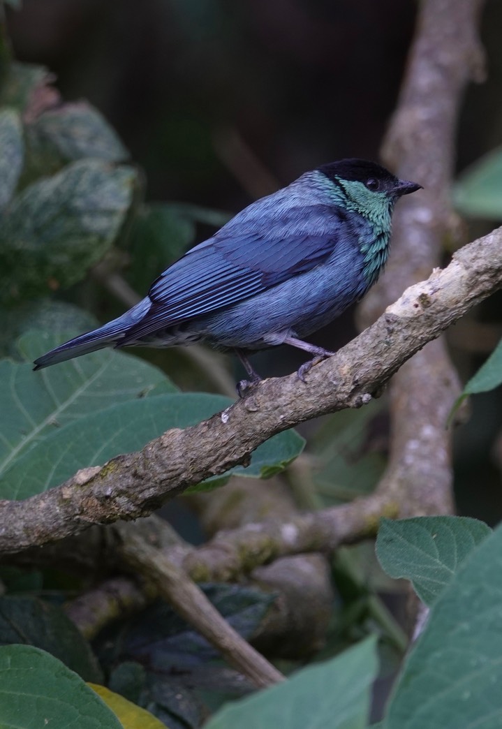 Tanager, Black-capped, Tangara heinei3