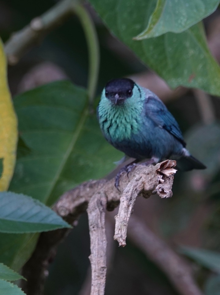 Tanager, Black-capped, Tangara heinei4