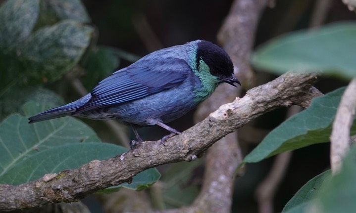 Tanager, Black-capped, Tangara heinei5