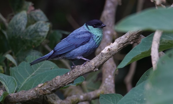 Tanager, Black-capped, Tangara heinei