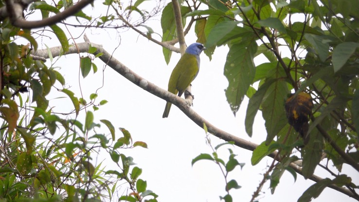 Tanager, Blue-capped (Cerro Montezuma, Colombia)