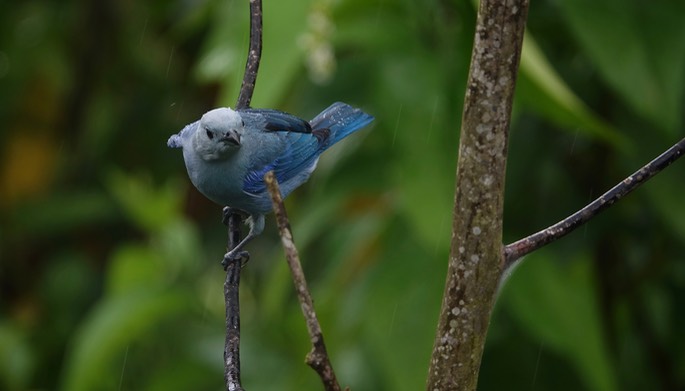 Tanager, Blue-gray - Thraupis episcopus - Asa Wright2