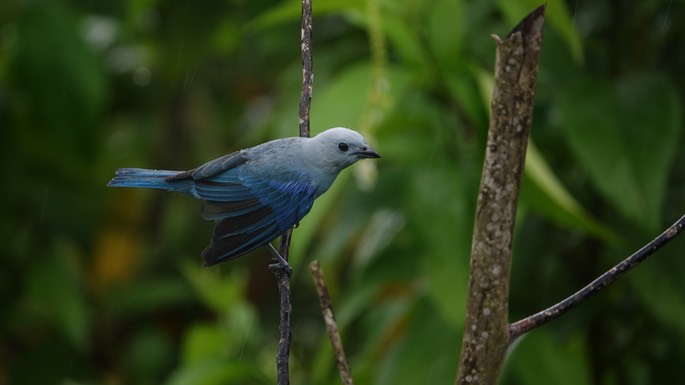 Tanager, Blue-gray - Thraupis episcopus - Asa Wright3