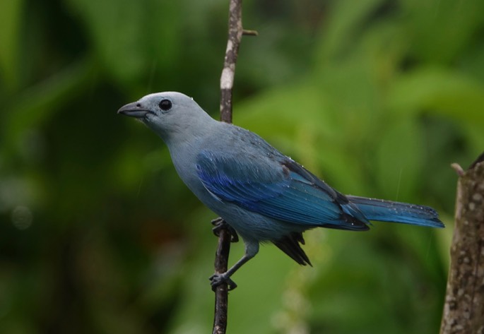 Tanager, Blue-gray - Thraupis episcopus - Asa Wright5