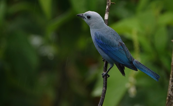 Tanager, Blue-gray - Thraupis episcopus - Asa Wright6