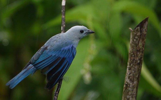 Tanager, Blue-gray - Thraupis episcopus - Asa Wright4