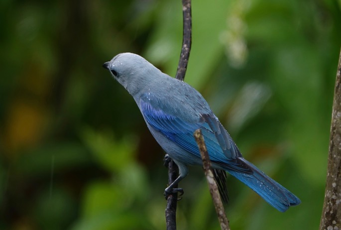 Tanager, Blue-gray - Thraupis episcopus - Asa Wright1