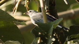 Tanager, Blue-gray (Belize 2021)