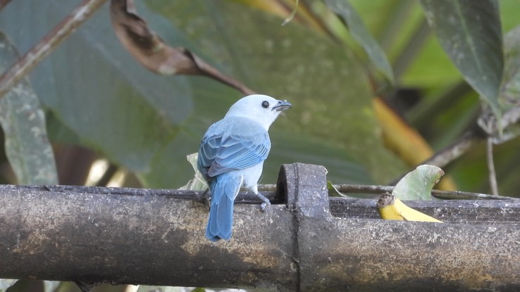 Tanager, Blue-gray (Cerro Montezuma, Colombia)