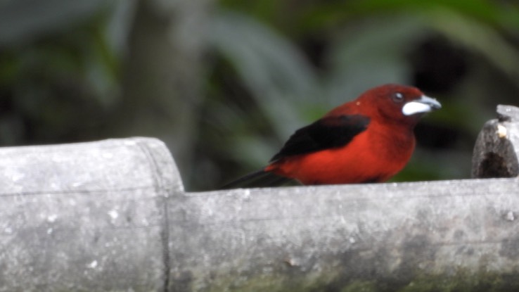 Tanager, Crimson-backed (Cerro Montezuma, Colombia) 3