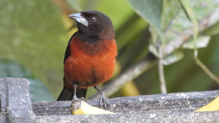 Tanager, Crimson-backed (Cerro Montezuma, Colombia)