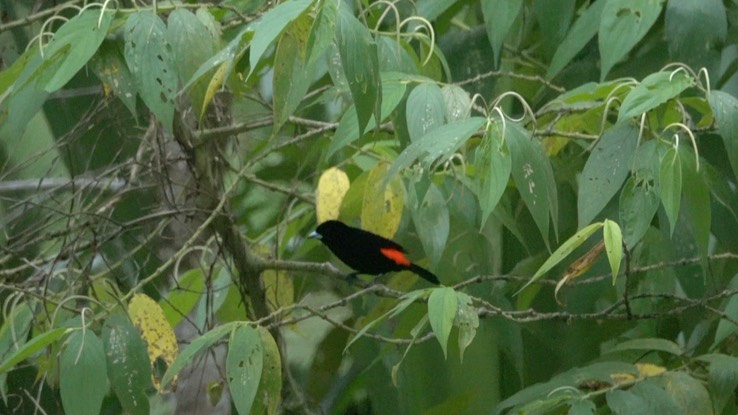 Tanager, Flame-rumped (Cerro Montezuma, Colombia)