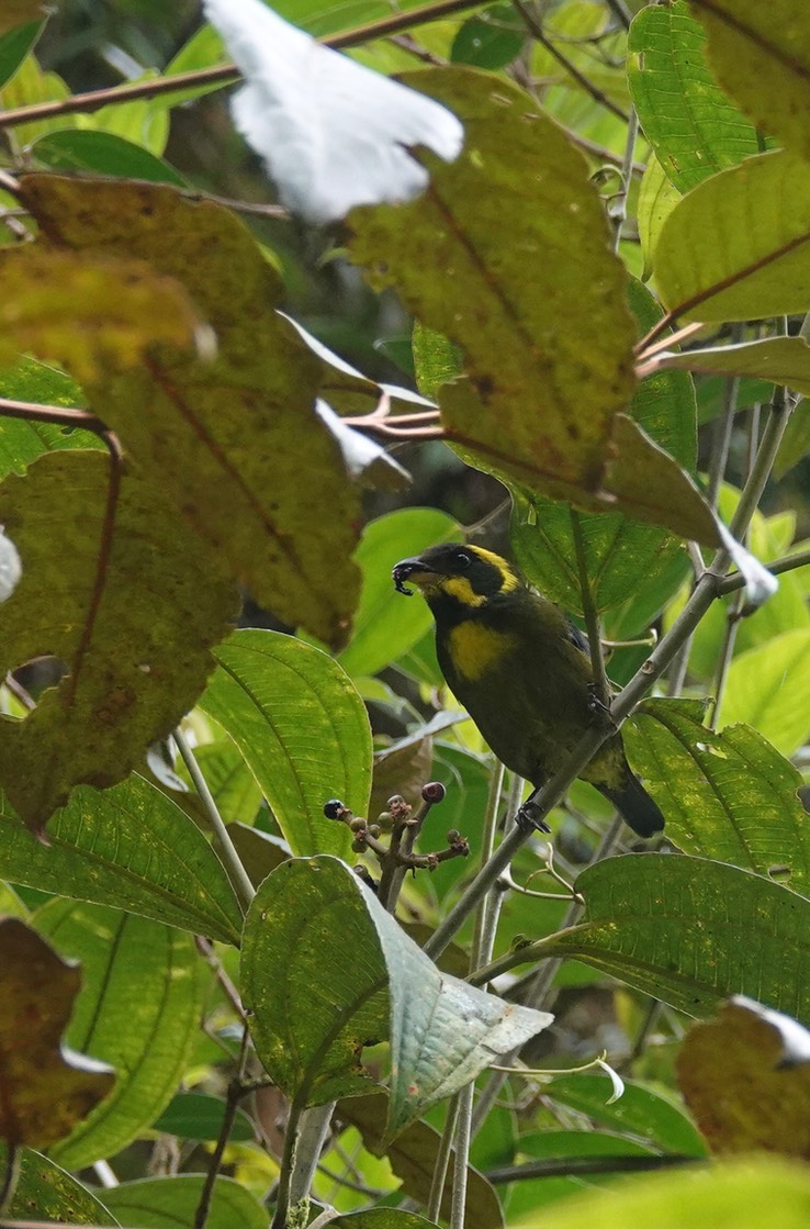 tanager, gold-ringed1