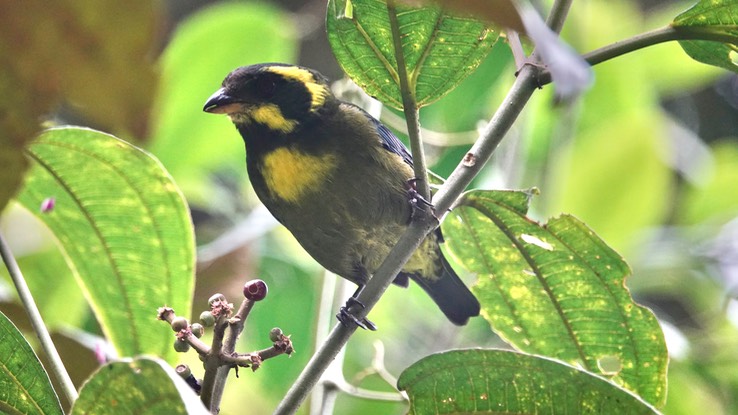 Tanager, Gold-ringed