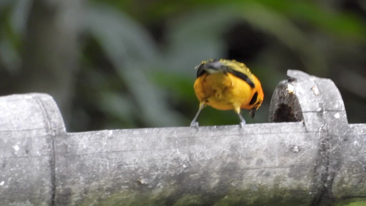 Tanager, Golden (Cerro Montezuma, Colombia)