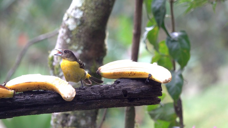 Tanager, Lemon-rumped (Cerro Montezuma, Colombia) 1