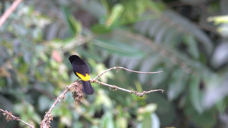 Tanager, Lemon-rumped (Cerro Montezuma, Colombia) 2