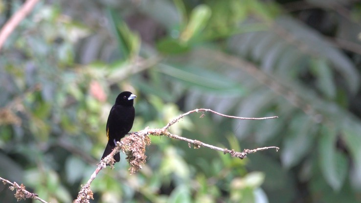 Tanager, Lemon-rumped (Cerro Montezuma, Colombia) 3