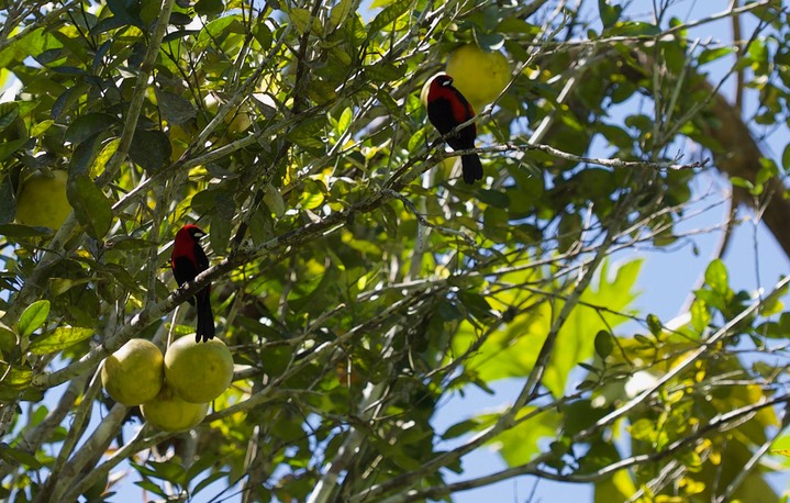 Peru