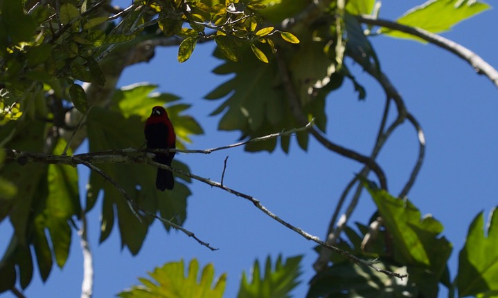 Tanager, Masked Crimson Ramphocelus nigrogularis1