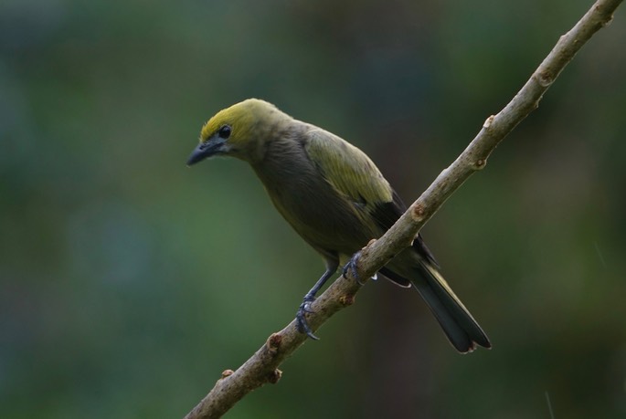 Tanager, Palm 18-3