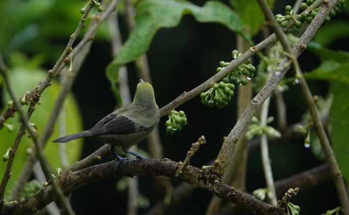 Tanager, Palm18-1