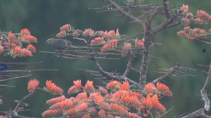 Tanager, Palm