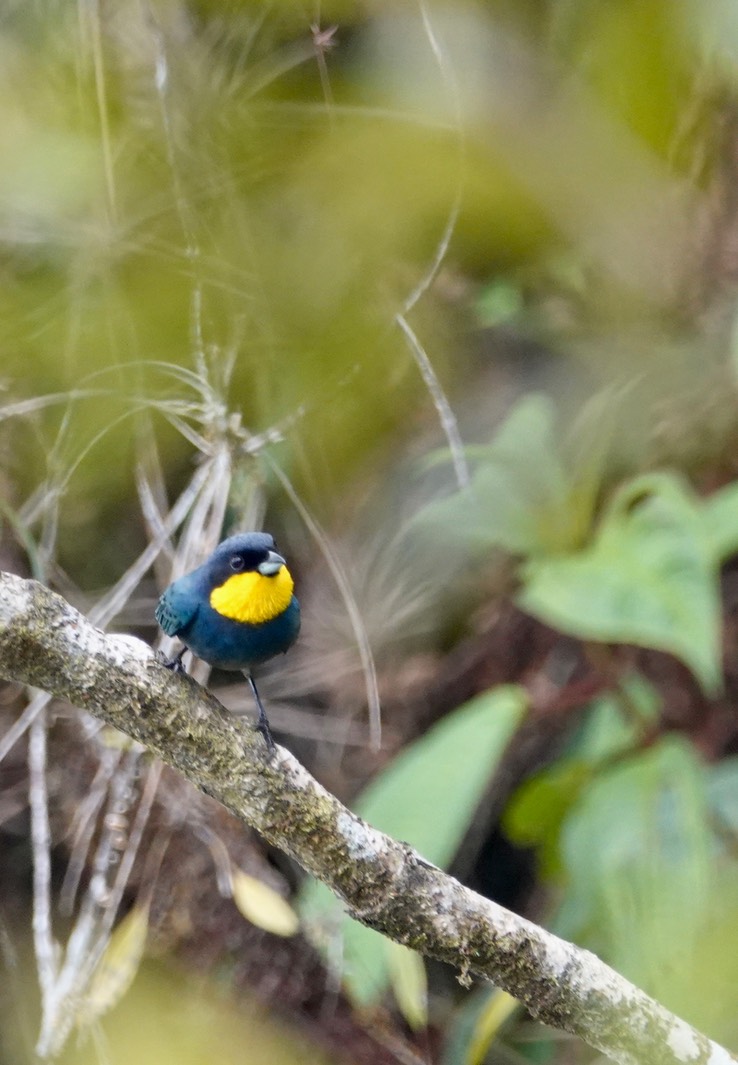 Tanager, Purplish-mantled1