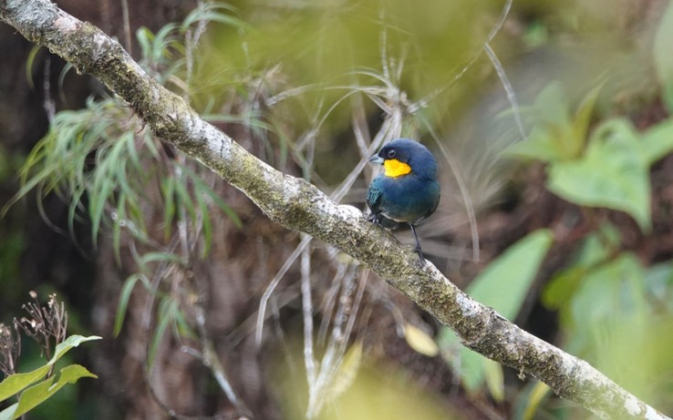 Tanager, Purplish-mantled2