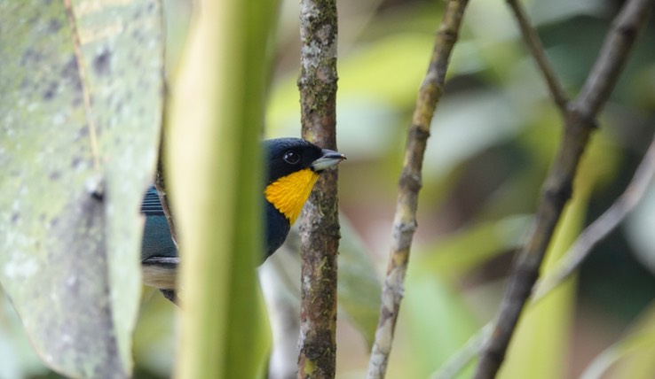 Tanager, Purplish-mantled3