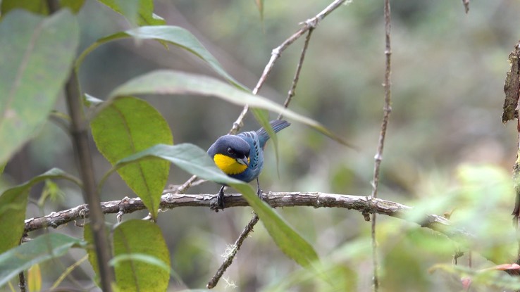 Tanager, Purplish-mantled (Cerro Montezuma, Colombia) 2