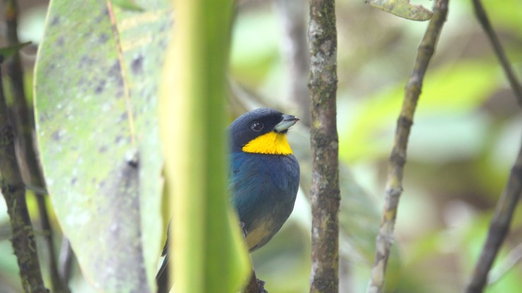 Tanager, Purplish-mantled (Cerro Montezuma, Colombia) 3