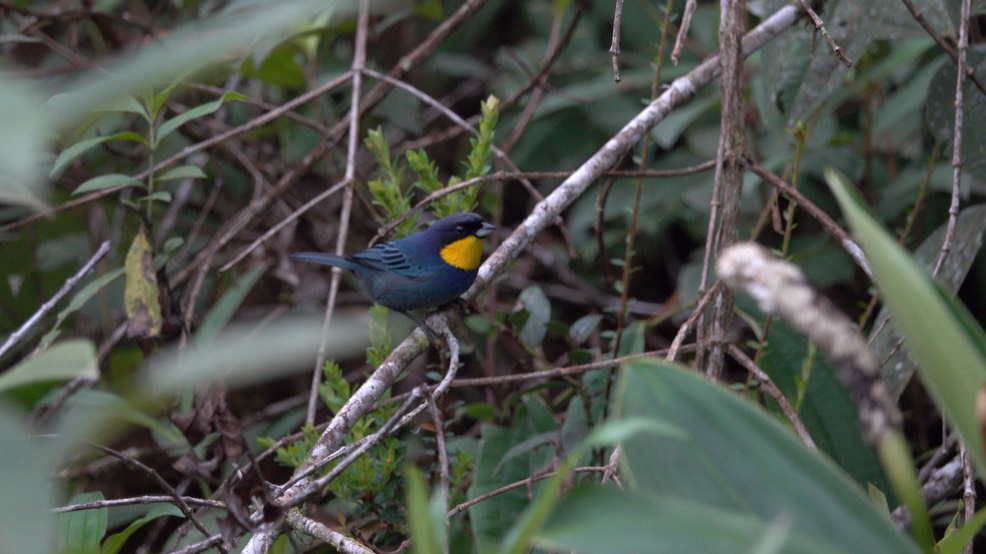 Tanager, Purplish-mantled (Cerro Montezuma, Colombia) 1