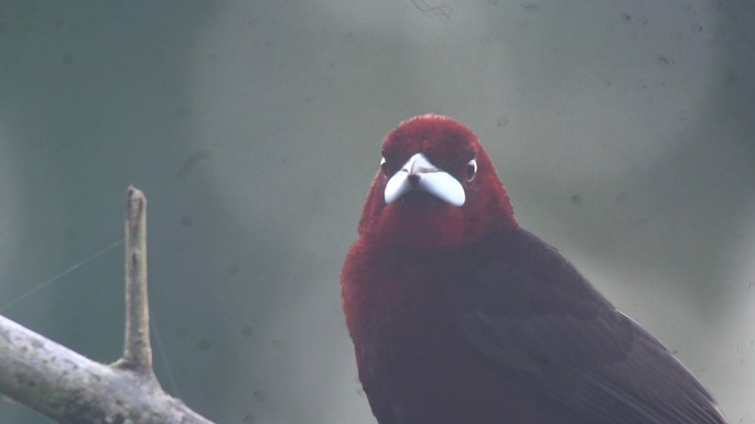 Tanager, Silver-beaked 1