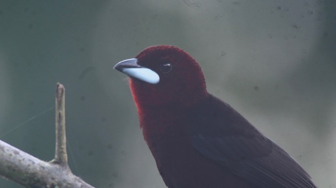 Tanager, Silver-beaked 2