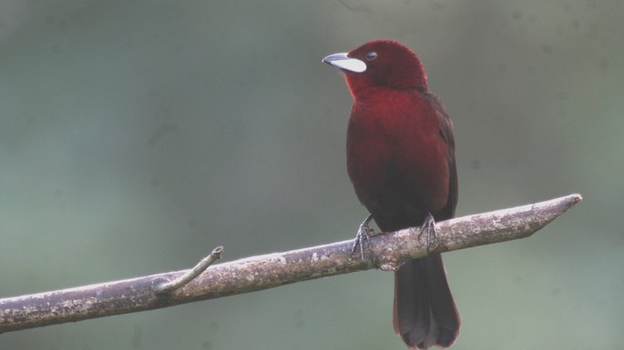 Tanager, Silver-beaked