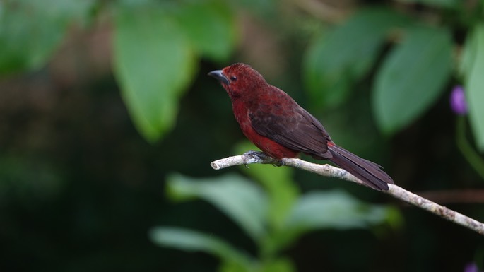 Tanager, Silver-beaked18-1